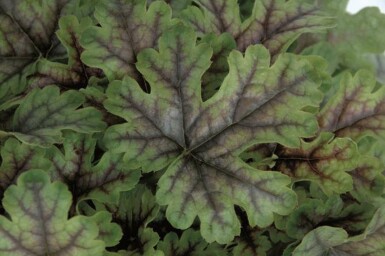 Heucherelle panachée Heucherella 'Tapestry' 5-10 pot P9 Heucherella 'Tapestry'
