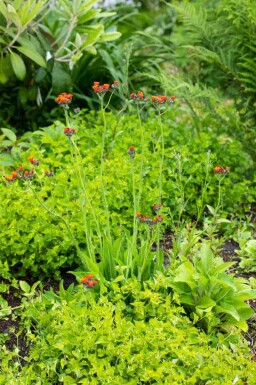 Hieracium aurantiacum