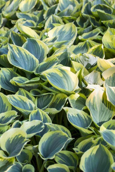 Hosta panachée Hosta fortunei 'Aureomarginata' 5-10 pot P9 Hosta fortunei 'Aureomarginata'