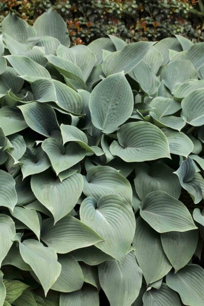 Oreille de souris Hosta tokudama 'Blue Cadet' 5-10 pot P9 Hosta tokudama 'Blue Cadet'
