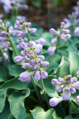Funkia Hosta tokudama 'Blue Mouse Ears' 5-10 pot P9 Hosta tokudama 'Blue Mouse Ears'