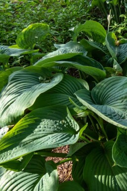 Funkia Hosta 'Empress Wu' 5-10 pot P9 Hosta 'Empress Wu'
