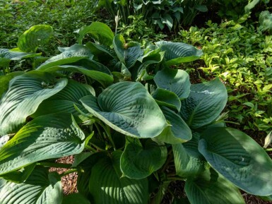 Funkia Hosta 'Empress Wu' 5-10 pot P9 Hosta 'Empress Wu'