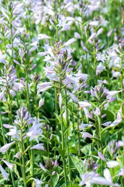 Funkia Hosta fortunei 'Francee' 5-10 pot P9 Hosta fortunei 'Francee'
