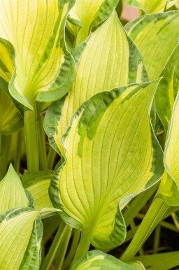Funkia Hosta tardiana 'June' 5-10 pot P9 Hosta tardiana 'June'