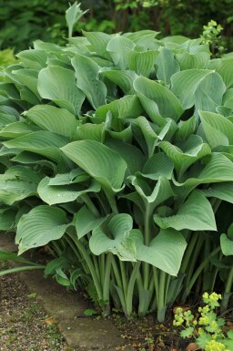 Funkia Hosta nigrescens 'Krossa Regal' 5-10 pot P9 Hosta nigrescens 'Krossa Regal'