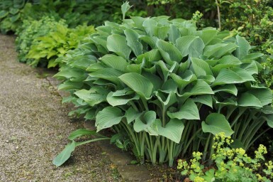 Funkia Hosta nigrescens 'Krossa Regal' 5-10 pot P9 Hosta nigrescens 'Krossa Regal'
