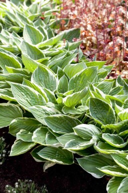 Hosta fortunei 'Patriot'