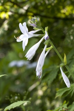 Funkia Hosta plantaginea 'Royal Standard' 5-10 pot P9 Hosta plantaginea 'Royal Standard'