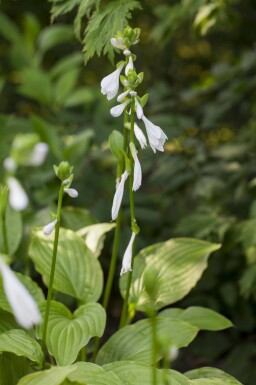 Funkia Hosta plantaginea 'Royal Standard' 5-10 pot P9 Hosta plantaginea 'Royal Standard'