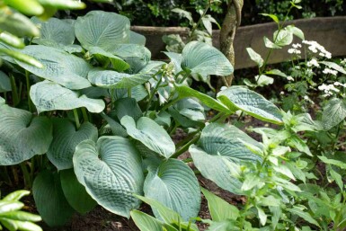 Hosta sieboldiana