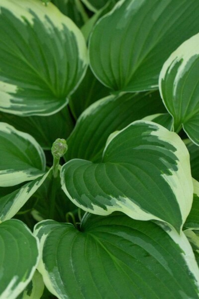 Funkia Hosta undulata 'Albomarginata' 5-10 pot P9 Hosta undulata 'Albomarginata'