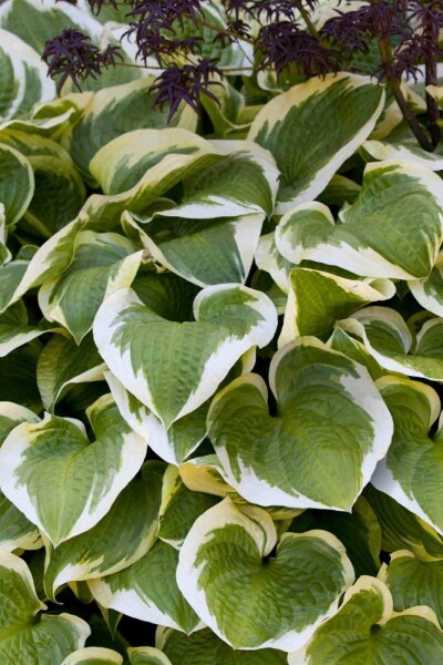 Funkia Hosta 'Wide Brim' 5-10 pot P9 Hosta 'Wide Brim'