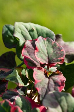 Houttuynie Houttuynia cordata 'Chameleon' 5-10 pot P9 Houttuynia cordata 'Chameleon'