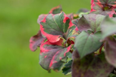 Houttuynie Houttuynia cordata 'Chameleon' 5-10 pot P9 Houttuynia cordata 'Chameleon'