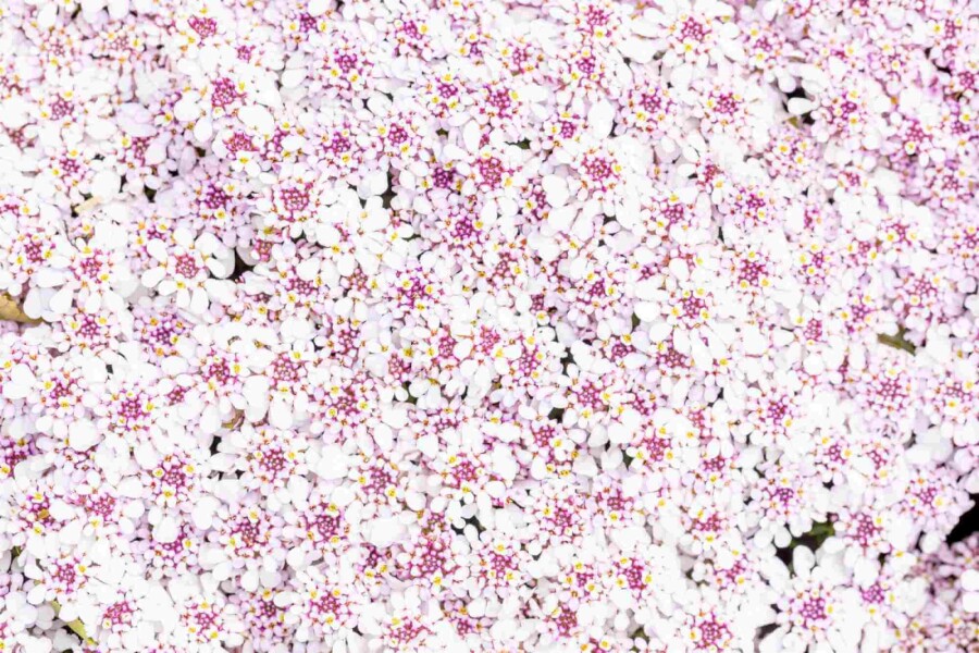 Iberis vivace Iberis sempervirens 'Pink Ice' 5-10 pot P9 Iberis sempervirens 'Pink Ice'