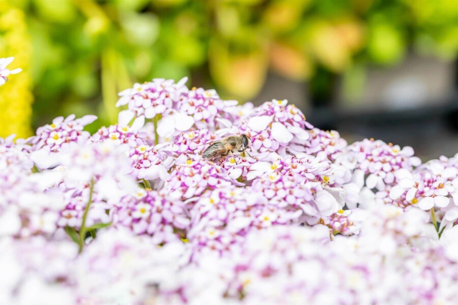 Iberis vivace Iberis sempervirens 'Pink Ice' 5-10 pot P9 Iberis sempervirens 'Pink Ice'