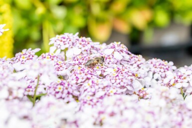 Iberis vivace Iberis sempervirens 'Pink Ice' 5-10 pot P9 Iberis sempervirens 'Pink Ice'