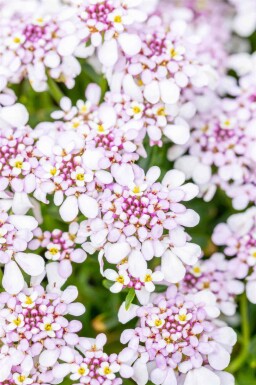 Iberis vivace Iberis sempervirens 'Pink Ice' 5-10 pot P9 Iberis sempervirens 'Pink Ice'