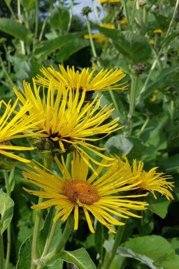 Grande aunée Inula helenium 5-10 pot P9 Inula helenium