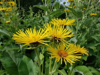 Grande aunée Inula helenium 5-10 pot P9 Inula helenium