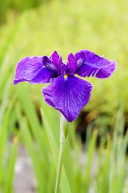 Iris des marais Iris laevigata 5-10 pot P9 Iris laevigata