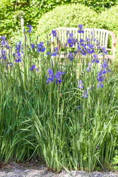 Iris sauvage Iris setosa 5-10 pot P9 Iris setosa