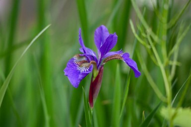 Iris sauvage Iris setosa 5-10 pot P9 Iris setosa