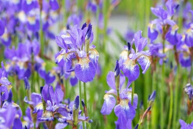 Iris bleu Iris sibirica 5-10 pot P9 Iris sibirica
