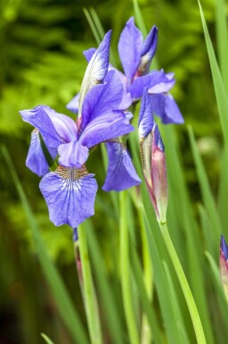 Iris bleu Iris sibirica 5-10 pot P9 Iris sibirica