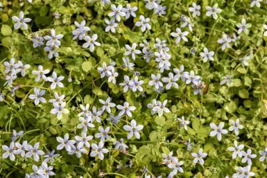 Étoile bleue Isotoma fluviatilis 5-10 pot P9 Isotoma fluviatilis