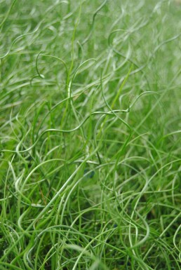 Jonc spiralé Juncus effusus 'Spiralis' 5-10 pot P9 Juncus effusus 'Spiralis'