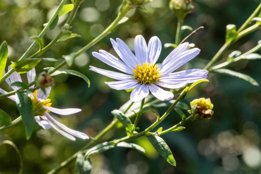 Aster de chine Kalimeris incisa 'Charlotte' 5-10 pot P9 Kalimeris incisa 'Charlotte'
