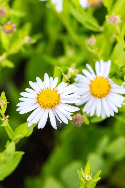 Aster de chine Kalimeris incisa 'Madiva' 5-10 pot P9 Kalimeris incisa 'Madiva'