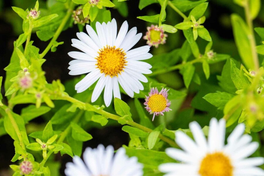 Aster de chine Kalimeris incisa 'Madiva' 5-10 pot P9 Kalimeris incisa 'Madiva'