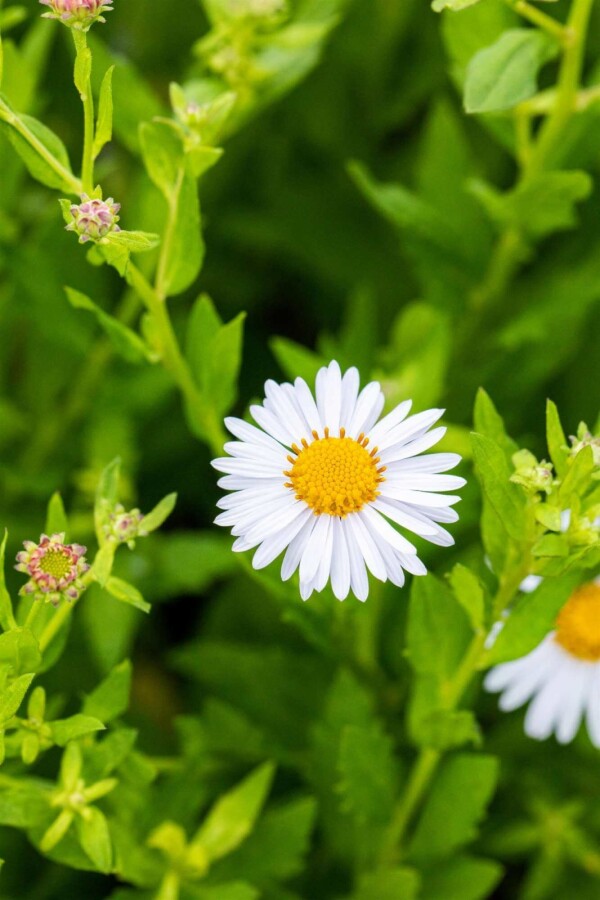 Aster de chine Kalimeris incisa 'Madiva' 5-10 pot P9 Kalimeris incisa 'Madiva'
