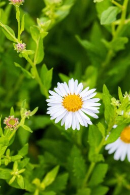 Aster de chine Kalimeris incisa 'Madiva' 5-10 pot P9 Kalimeris incisa 'Madiva'