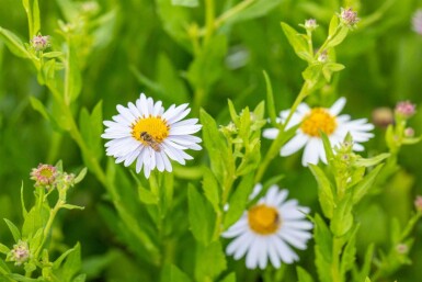 Aster de chine Kalimeris incisa 'Madiva' 5-10 pot P9 Kalimeris incisa 'Madiva'