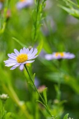 Aster incisé Kalimeris incisa 5-10 pot P9 Kalimeris incisa