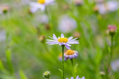 Aster incisé Kalimeris incisa 5-10 pot P9 Kalimeris incisa