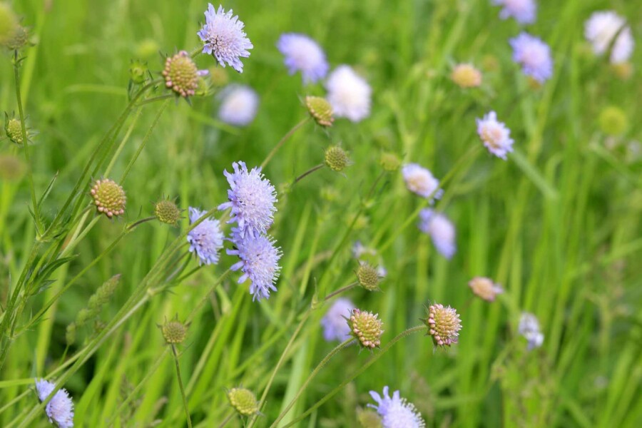 Knautie des champs Knautia arvensis 5-10 pot P9 Knautia arvensis