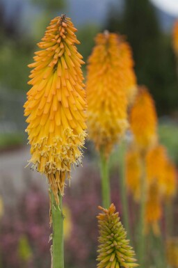 Tison de Satan Kniphofia uvaria 'Mango Popsicle' 5-10 pot P9 Kniphofia uvaria 'Mango Popsicle'