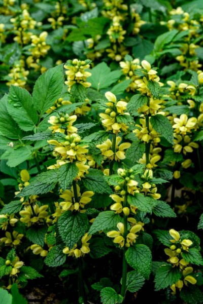 Lamier jaune Lamiastrum galeobdolon 5-10 pot P9 Lamiastrum galeobdolon