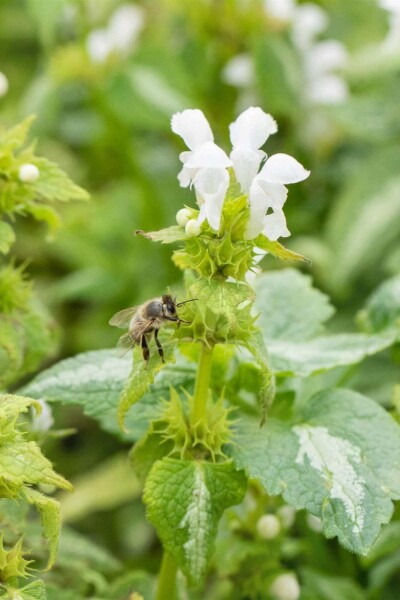 Lamier blanc Lamium album 5-10 pot P9 Lamium album