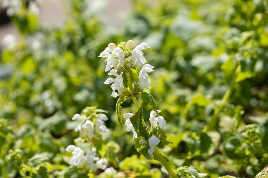 Lamier blanc Lamium album 5-10 pot P9 Lamium album