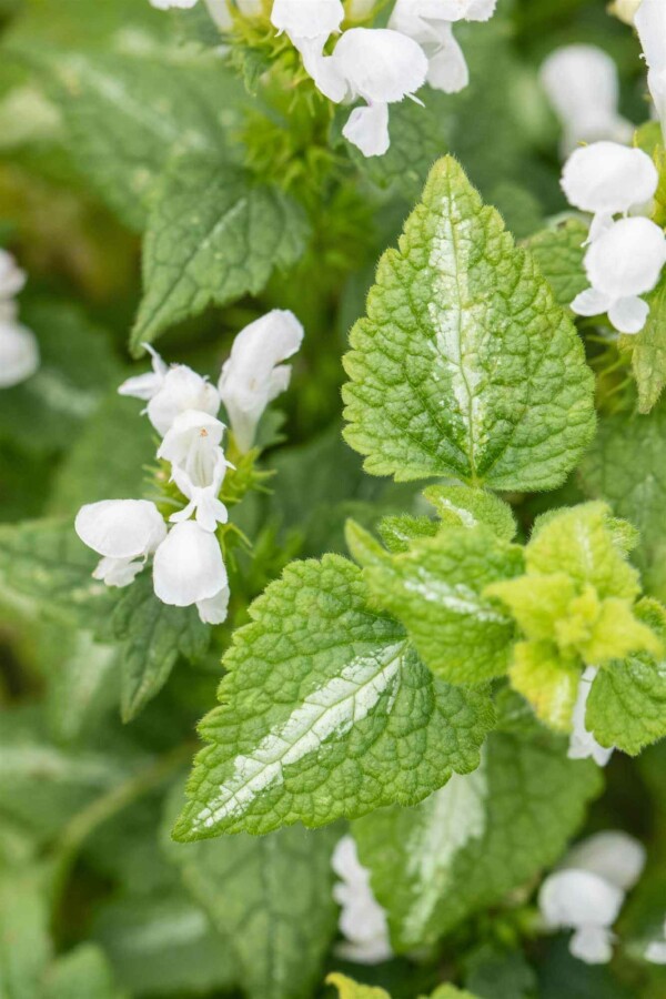 Lamier blanc Lamium album 5-10 pot P9 Lamium album