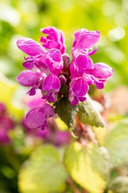 Lamier tacheté Lamium maculatum 'Beacon Silver' 5-10 pot P9 Lamium maculatum 'Beacon Silver'