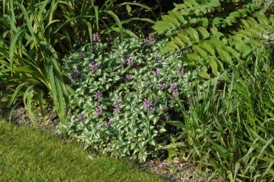 Ortie blanche Lamium maculatum 'Roseum' 5-10 pot P9 Lamium maculatum 'Roseum'