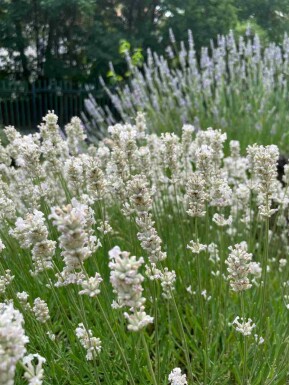 Lavande vraie Lavandula angustifolia 'Edelweiss' 5-10 pot P9 Lavandula angustifolia 'Edelweiss'