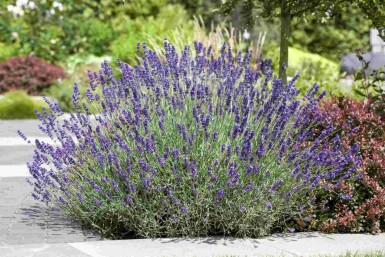 Lavande vraie Lavandula angustifolia 5-10 pot P9 Lavandula angustifolia
